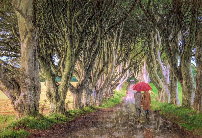 A Walk In The Rain, The Dark Hedges