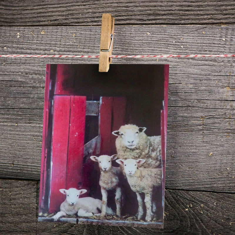 Peek A EWE – THE Greeting Card