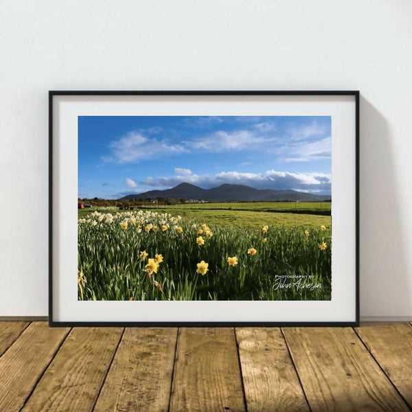 The Mourne Mountains With Daffodils