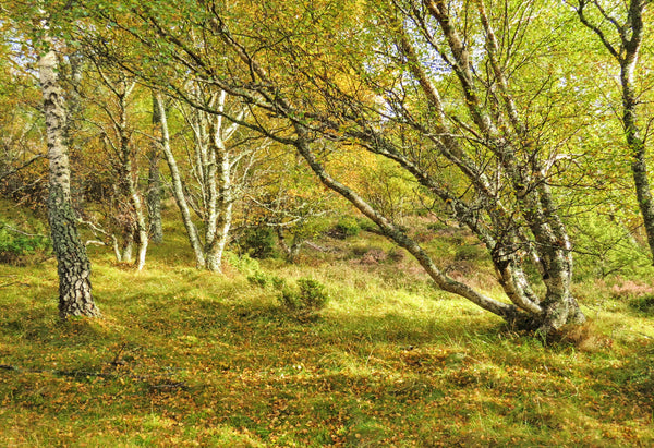 Autumn , by the birch wood