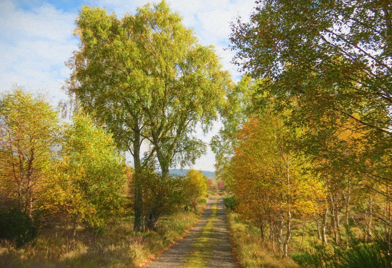 Autumn , down the lane