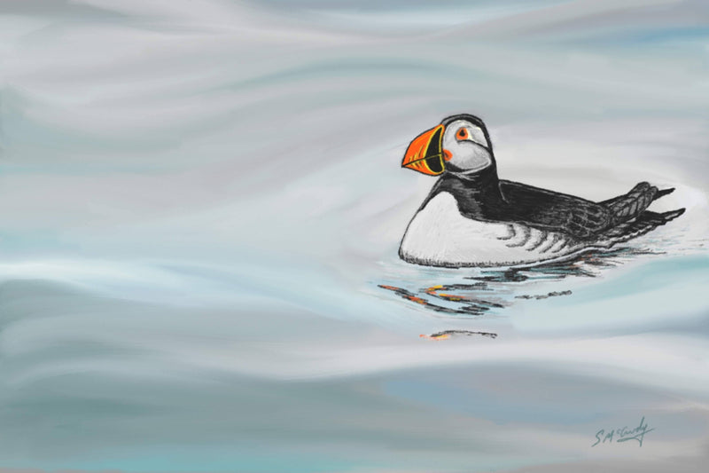 Puffin, Rathlin, Chillin