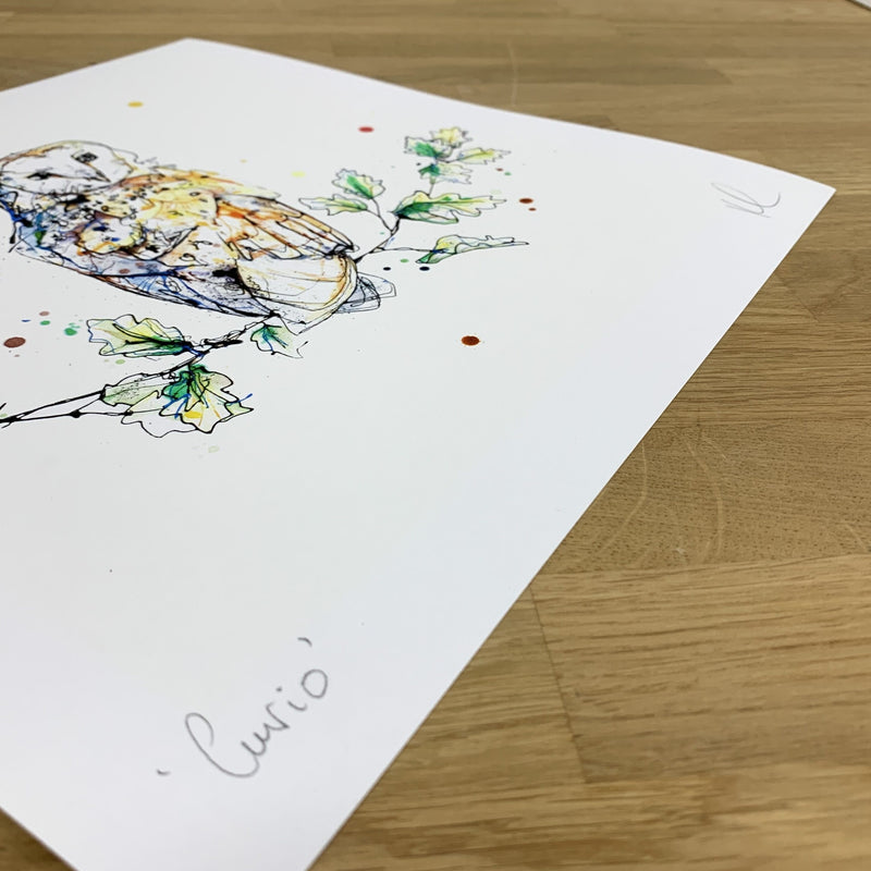 Curio - Barn Owl Print, 30x30cm with Size and Presentation Options