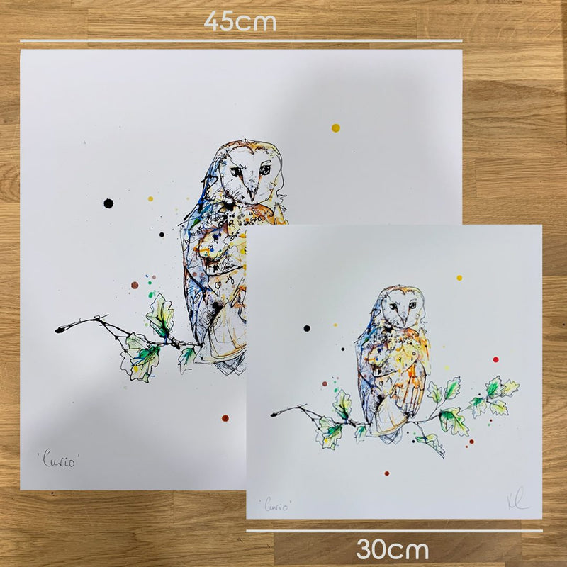 Curio - Barn Owl Print, 30x30cm with Size and Presentation Options