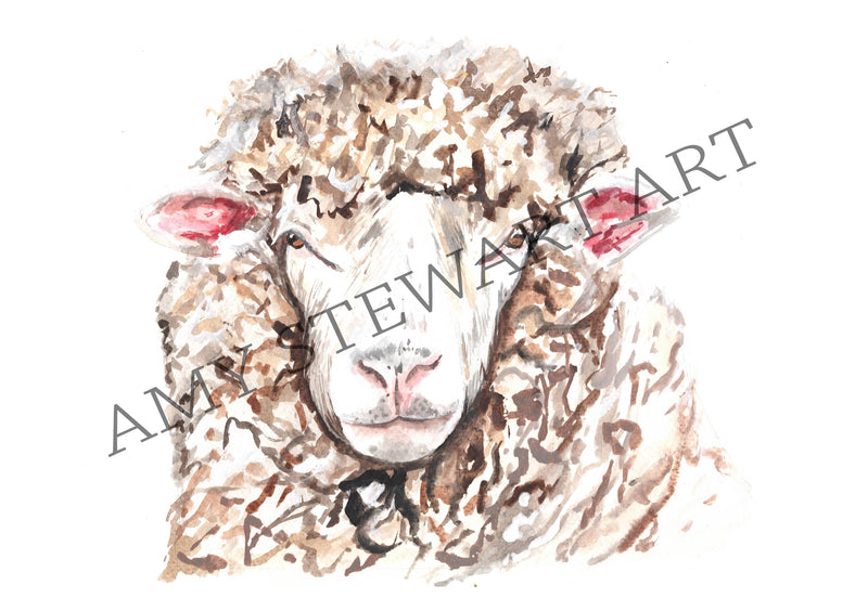 Dorset Sheep A5 Print