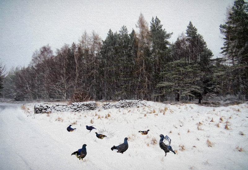 Grouse in the lane