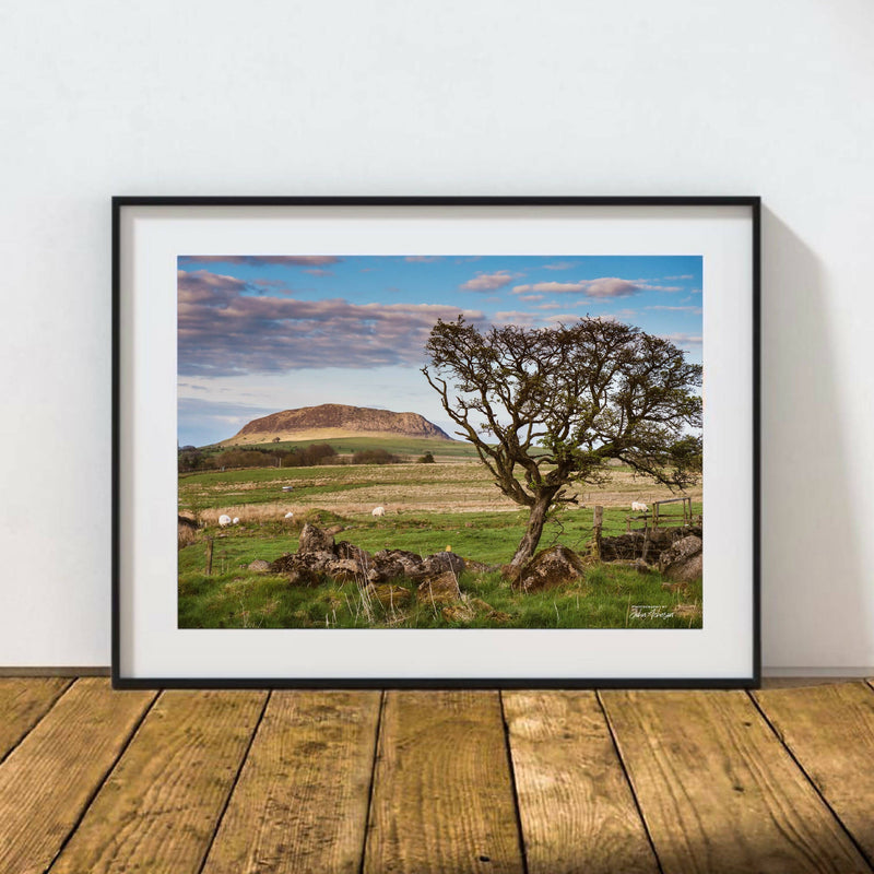 Slemish Mountain With Old Tree