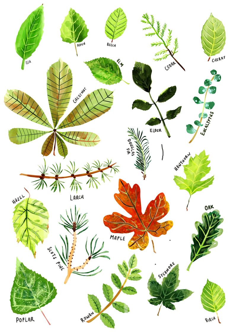 Lots of Leaves Print