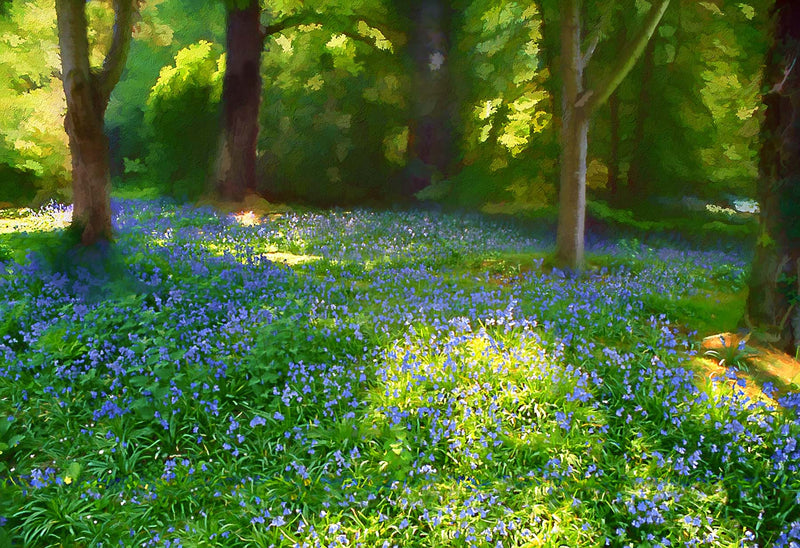 Mount Stewart - Bluebells