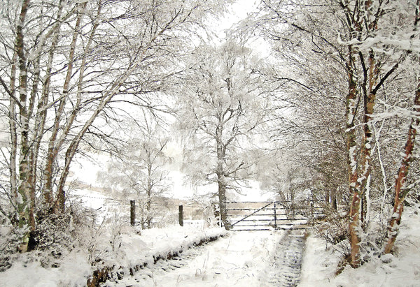 Snowfall in the Birch Wood ,Tulloch