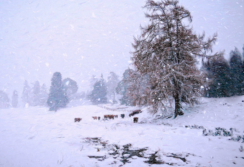 Snowy day, Rothiemurchus