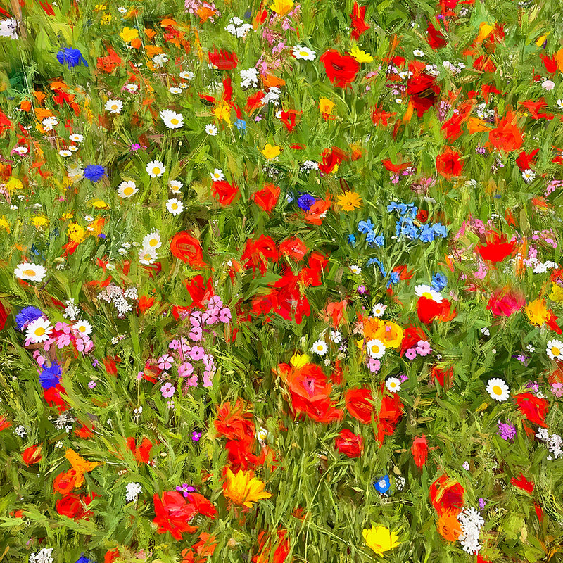 Wildflowers