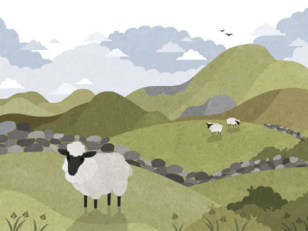 Sheep on the Mournes