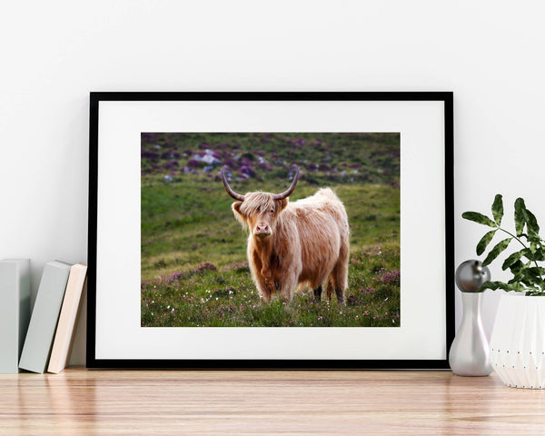 Highland Cow A4 Mounted Print