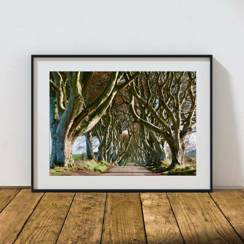 The Dark Hedges