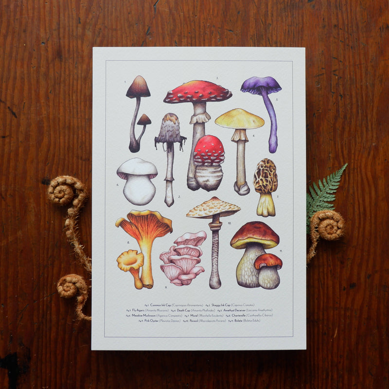 A4 Vintage Style Toadstool Mushroom Collection Print